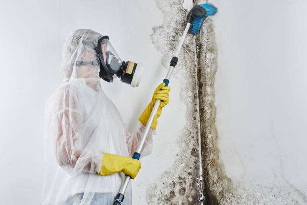 Why You Should Choose Our Mold Remediation Services in Canyon Lake, TX